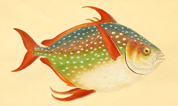 an old drawing of a blue, orange and green striped fish, with a bale underside and red fins